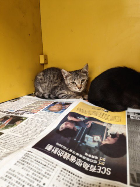ONIONS - Domestic Short Hair available for adoption