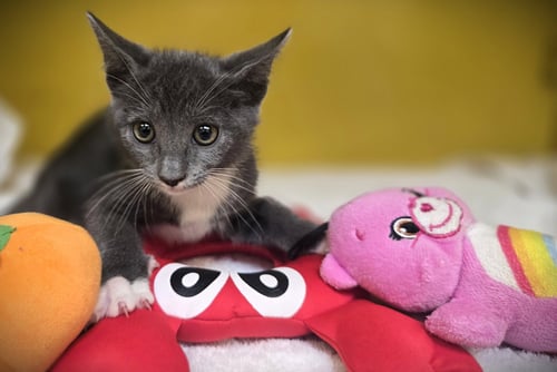 GUMBALL - Domestic Short Hair available for adoption