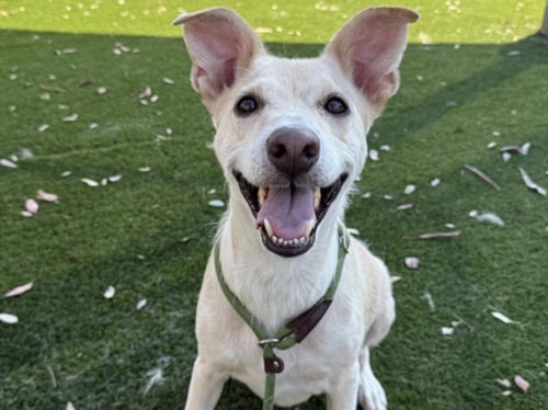 ARI - Labrador Retriever available for adoption