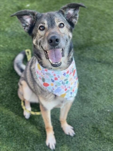 MAVERICK - German Shepherd Dog available for adoption