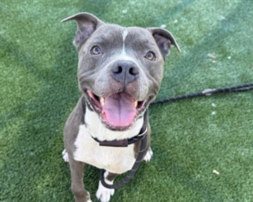 SEBASTIAN - Pit Bull Terrier available for adoption