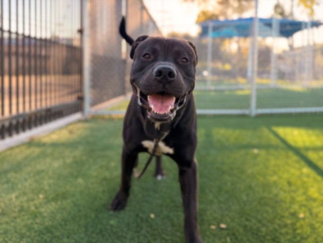 ANDRE - Pit Bull Terrier available for adoption