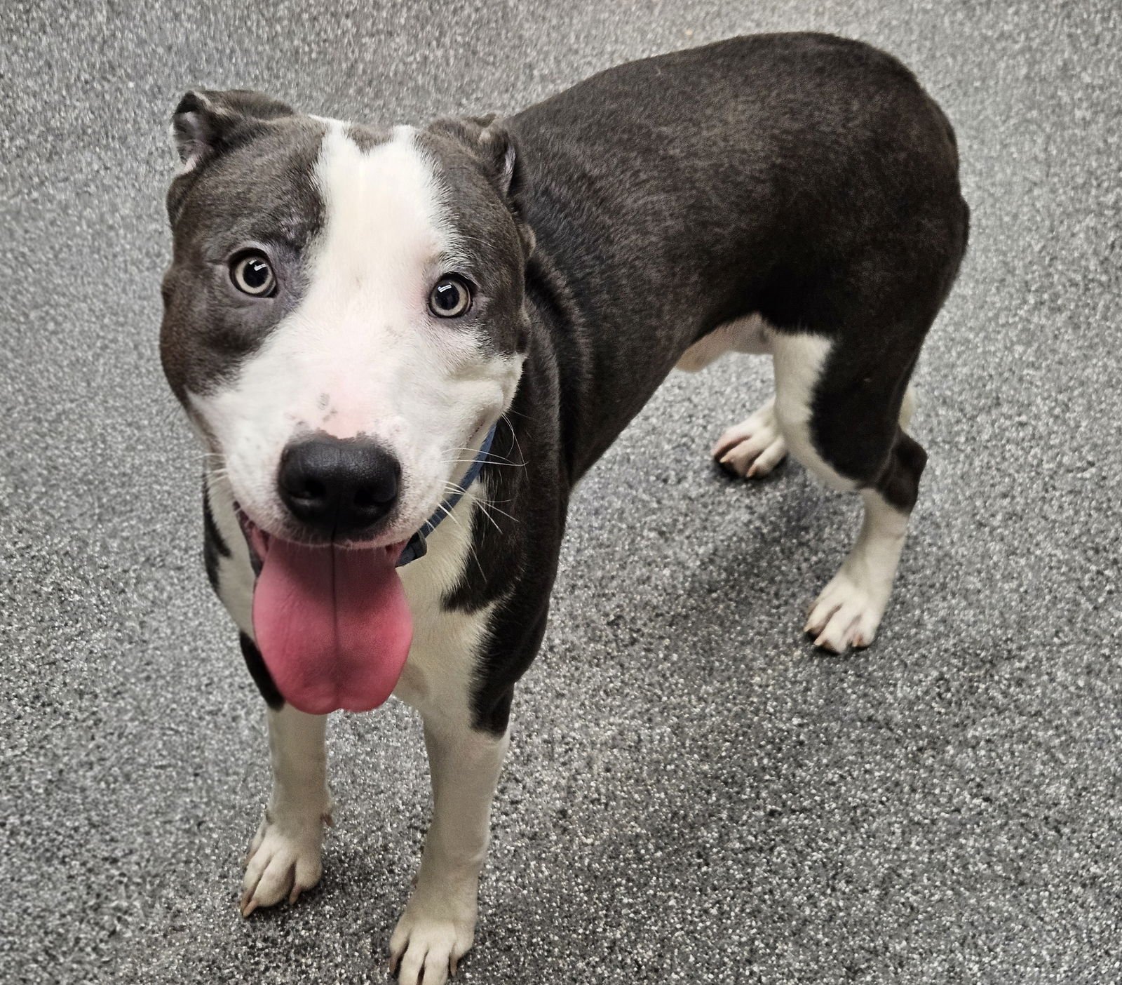 TWEEDY - Pit Bull Terrier available for adoption