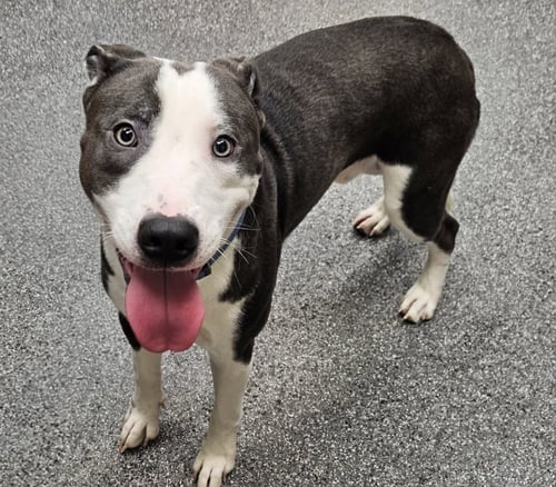 TWEEDY - Pit Bull Terrier for adoption in Los Angeles