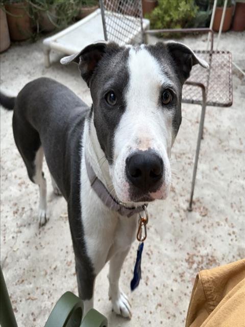 TWEEDY - Pit Bull Terrier for adoption in Glendale