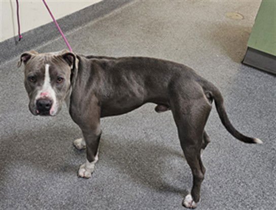 RUDY - Pit Bull Terrier available for adoption