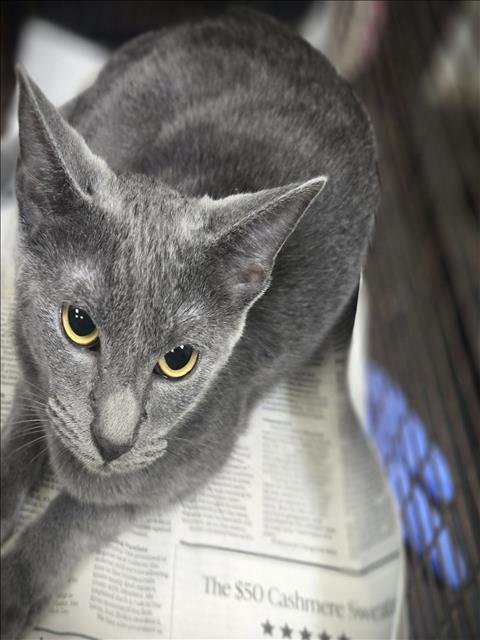 FISH STIX - Domestic Short Hair available for adoption