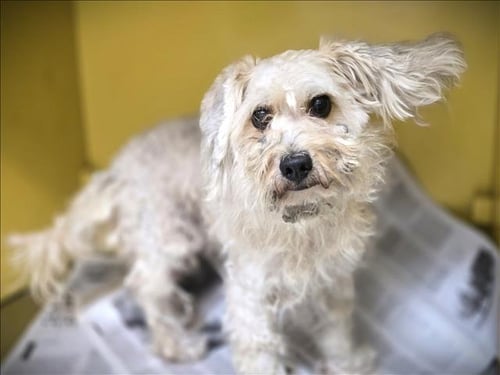 BENTELY - Poodle (Miniature) available for adoption