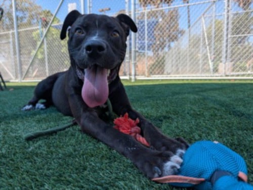 POPPY - Labrador Retriever / Pit Bull Terrier available for adoption