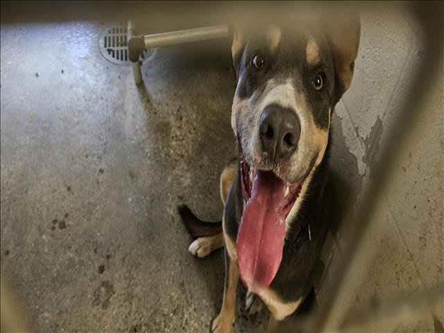 MAX - German Shepherd Dog / Labrador Retriever available for adoption