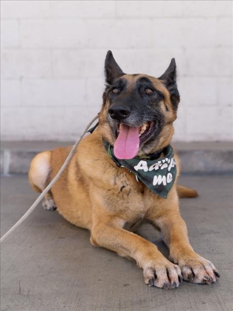 CHEPO - German Shepherd Dog for adoption in Los Angeles