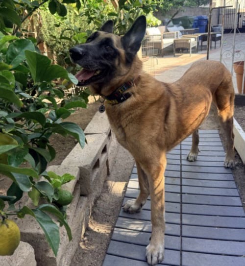 CHEPO - German Shepherd Dog for adoption in Glendale
