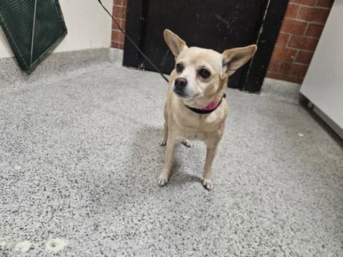 LUCIA - Chihuahua available for adoption