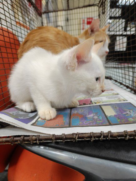 JELLO - Domestic Short Hair available for adoption