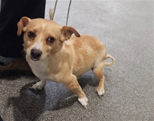 CANELO - Chihuahua available for adoption