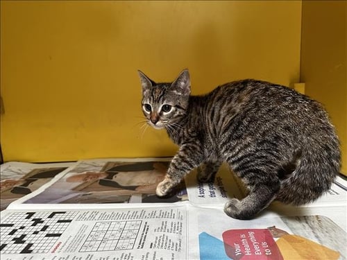 BARLEY - Domestic Short Hair available for adoption