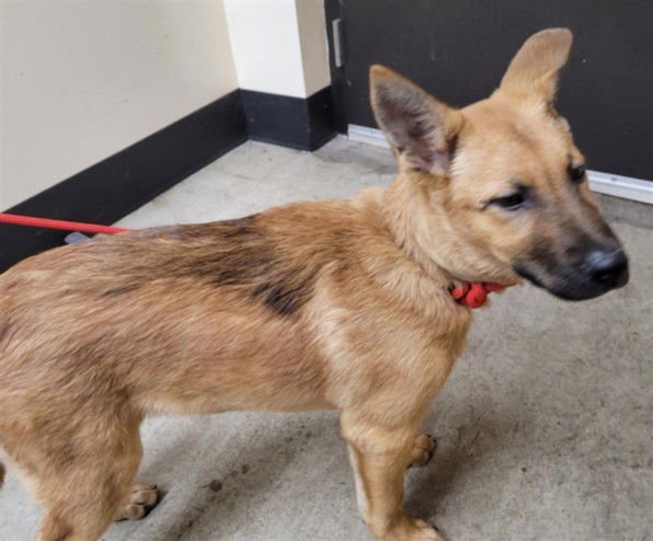 NUGGET - German Shepherd Dog available for adoption