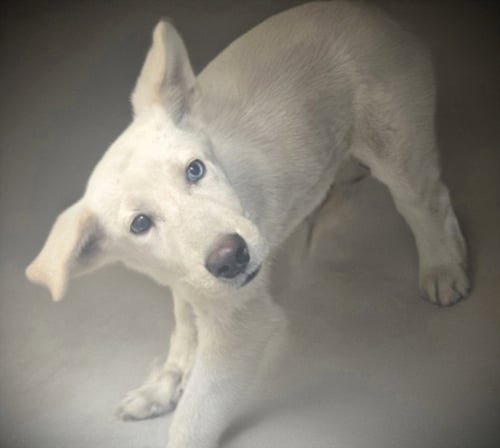 MAGIC - Siberian Husky / German Shepherd Dog available for adoption