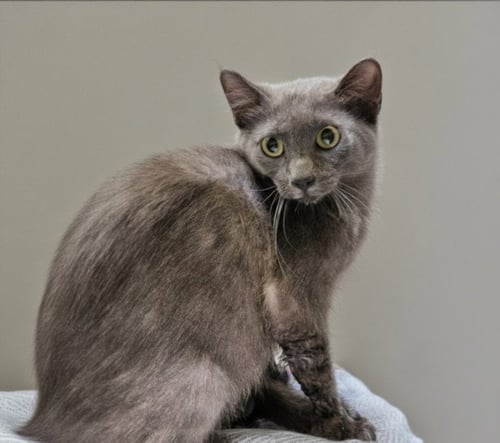 DARCY - Domestic Short Hair for adoption in Los Angeles