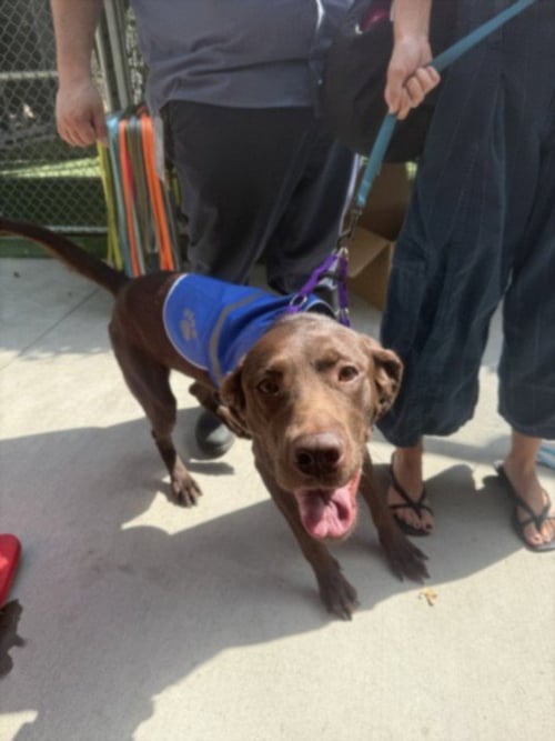 BARKLEY - Labrador Retriever available for adoption