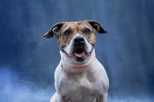 LORETA - Pit Bull Terrier available for adoption