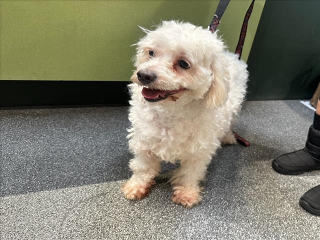 MILO - Poodle (Miniature) available for adoption