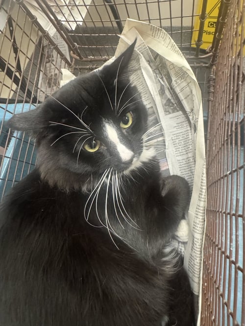 JUSTIN - Domestic Short Hair available for adoption
