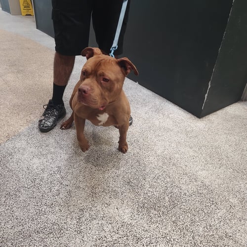 NIKO - Pit Bull Terrier available for adoption