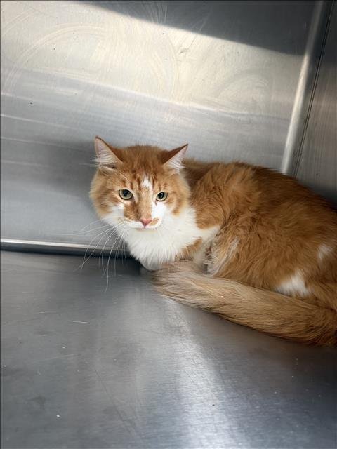 TIGER - Domestic Short Hair for adoption in Los Angeles