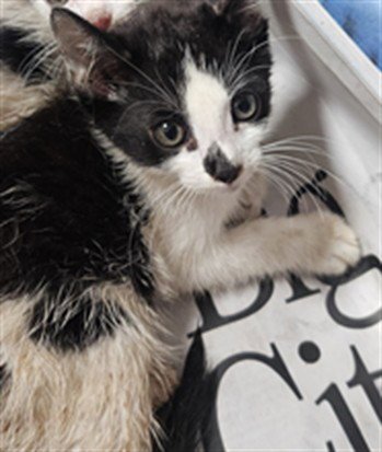 MORDECAI - Domestic Short Hair available for adoption