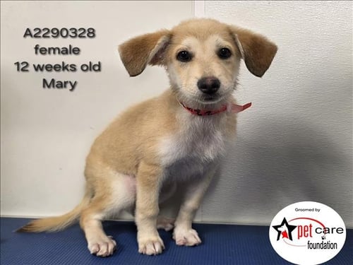 MARY - German Shepherd Dog / Siberian Husky available for adoption