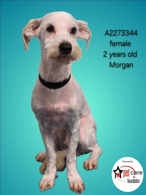MORGAN - Maltese available for adoption