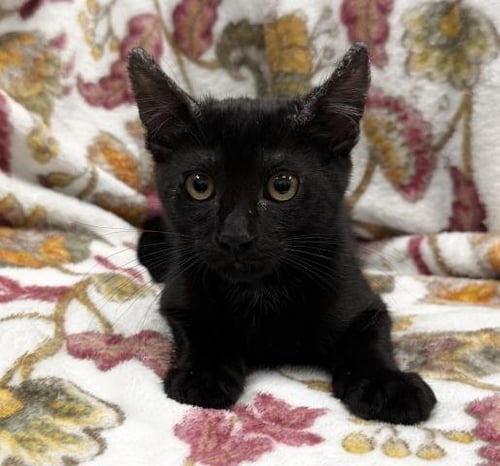 KEVIN - Domestic Short Hair available for adoption