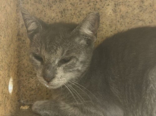 PURDEE - Domestic Short Hair available for adoption