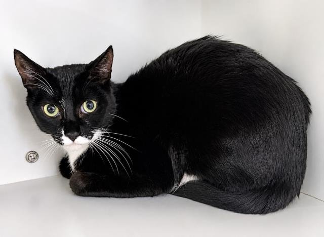 FIGARO Image