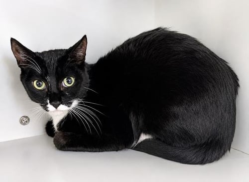 FIGARO - Domestic Short Hair for adoption in Los Angeles