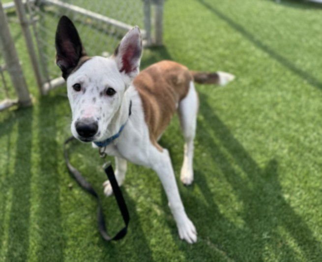 PEACH - Catahoula Leopard Dog available for adoption