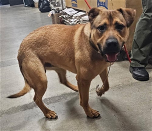 RUFFTY - German Shepherd Dog for adoption in Los Angeles