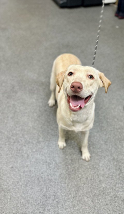 LUCY - Labrador Retriever available for adoption