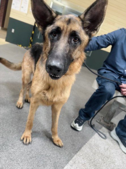 ROCKY - German Shepherd Dog available for adoption