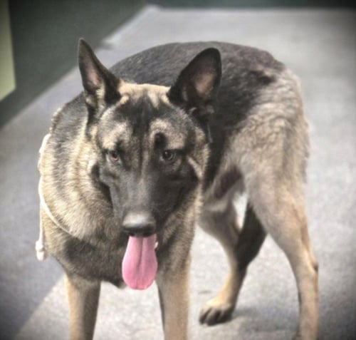AL POOCHINO - German Shepherd Dog available for adoption
