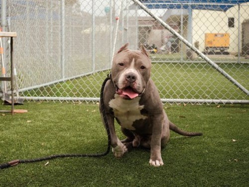 ZEUS - Pit Bull Terrier available for adoption