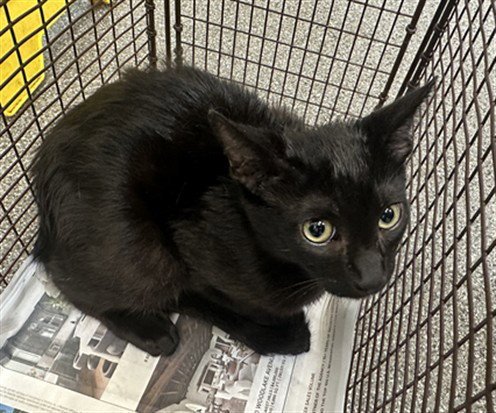 FEARLESS - Domestic Short Hair available for adoption