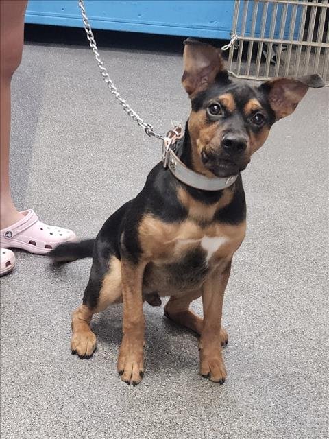 RALO - Boxer / German Shepherd Dog available for adoption