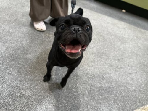 ZEUS - Pug available for adoption