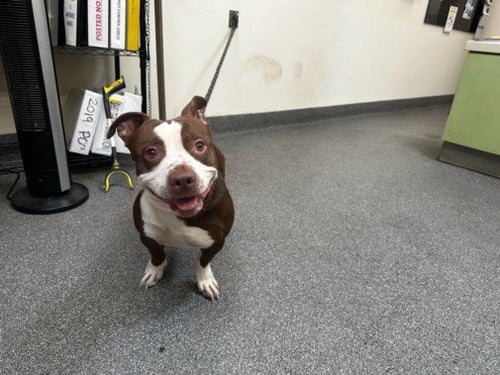 KEVIN HART - Pit Bull Terrier available for adoption