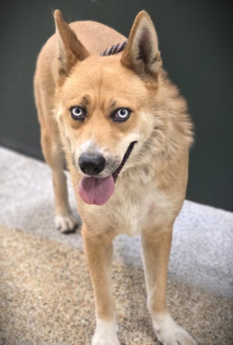 BLUE EYES - Siberian Husky / German Shepherd Dog available for adoption