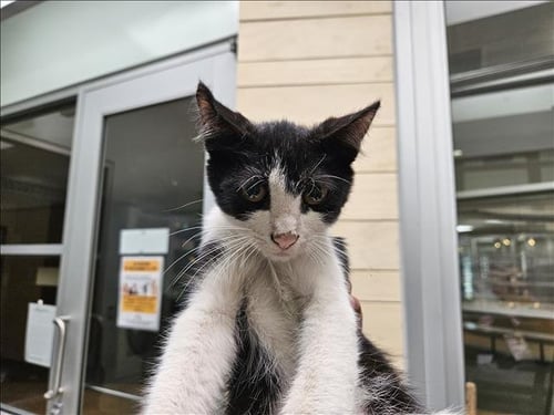 BAILE - Domestic Short Hair available for adoption