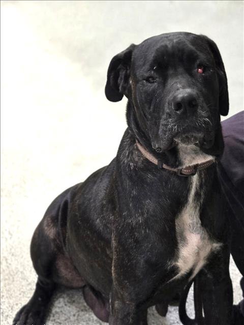 LUNA - Cane Corso Mastiff for adoption in Los Angeles
