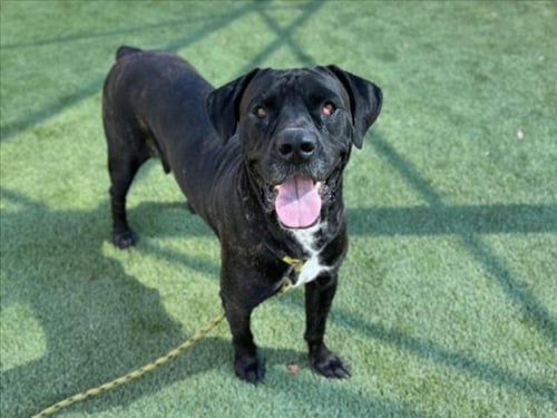 LUNA - Cane Corso Mastiff for adoption in Glendale